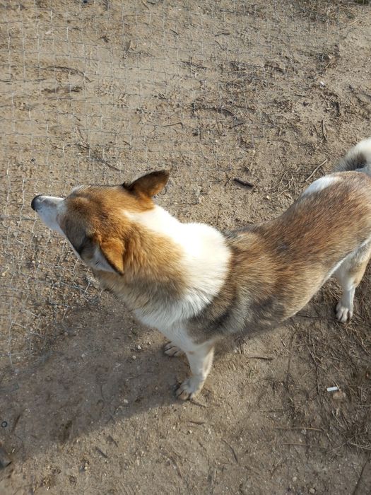 Подаряват  кученце  женско