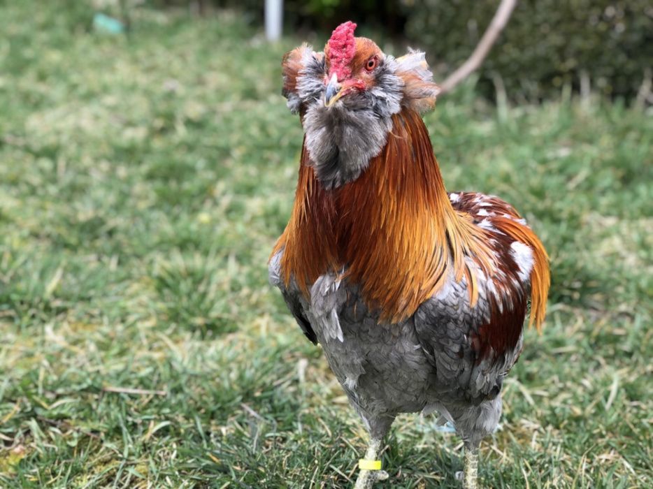 Sergiev Farm- Продава пилета и яйца от различни видове Кокошки