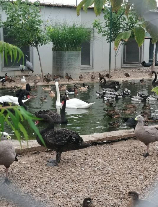 Vând Lebede, gaste, Rațe mandarin, carolin, sulitar, fluieratoare etc