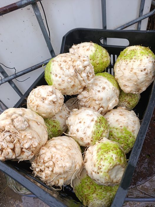 Vând țelină netedă albă la spălare