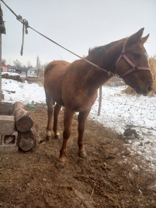 араб асыл тұқымды байтал