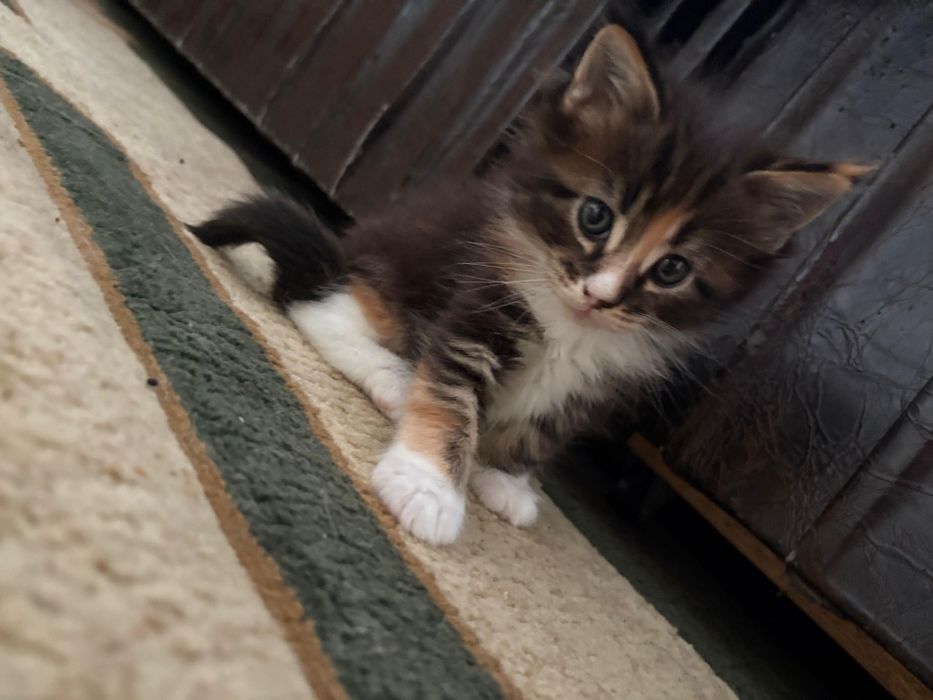 Мейн Кун девочка