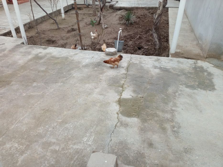 Уй товуклар сотилади