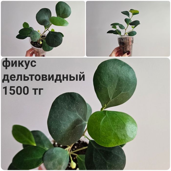 Фикус али, барок, дельтовидный