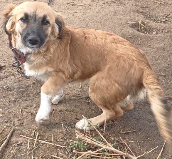 Собачка Каштанка в добрые руки.