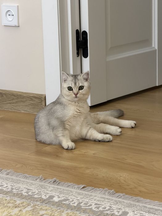 Шиншила чистокровная кошка