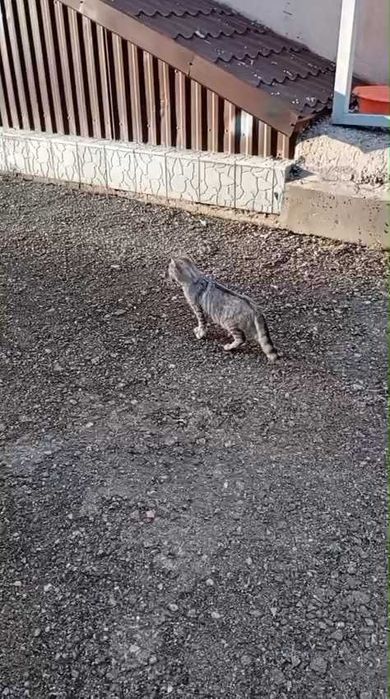 Чей породистый котик?