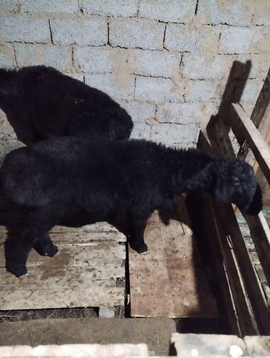 Қой қошқар қошқар