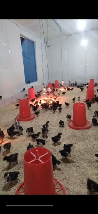 қора товуқ жўжалари сотилади