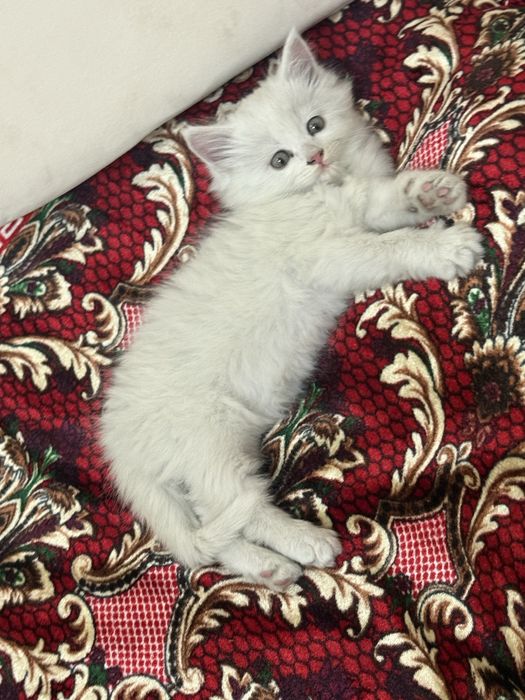 Котенок мальчик……….