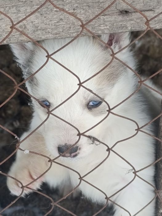 Продам Щенков  хаски