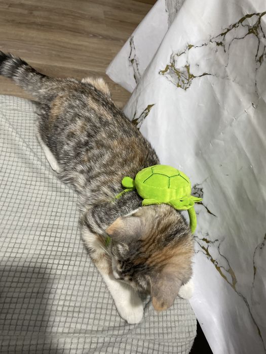 Отдам Котенка