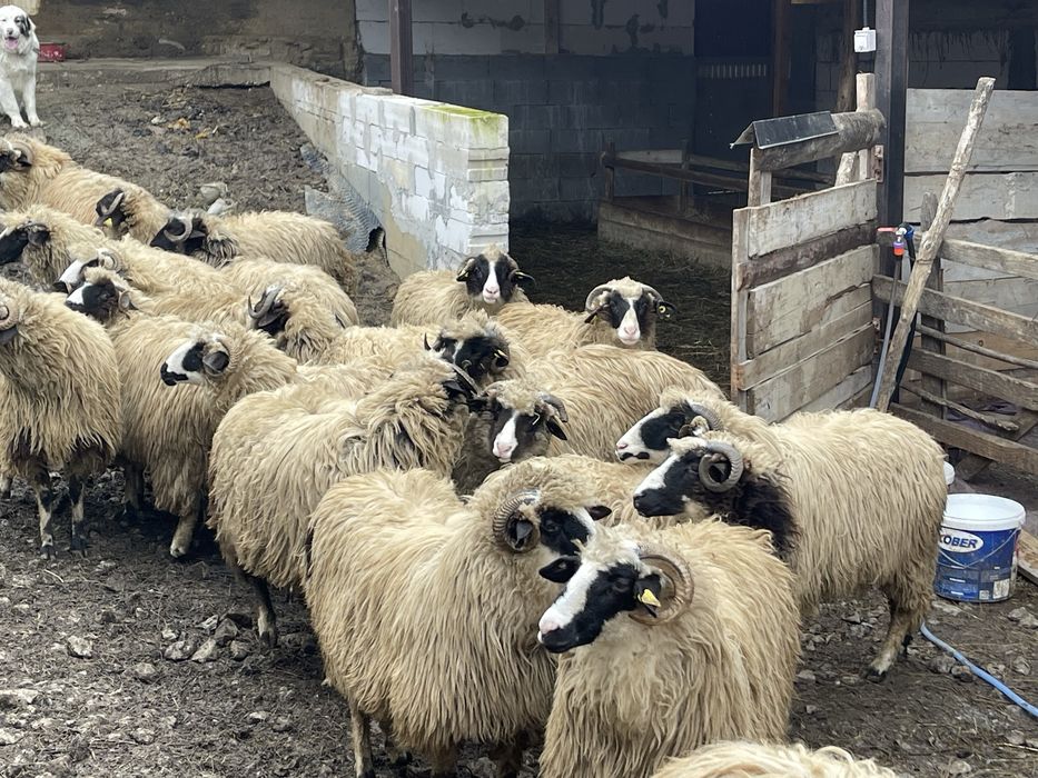 Oi de vanzare(noateni)