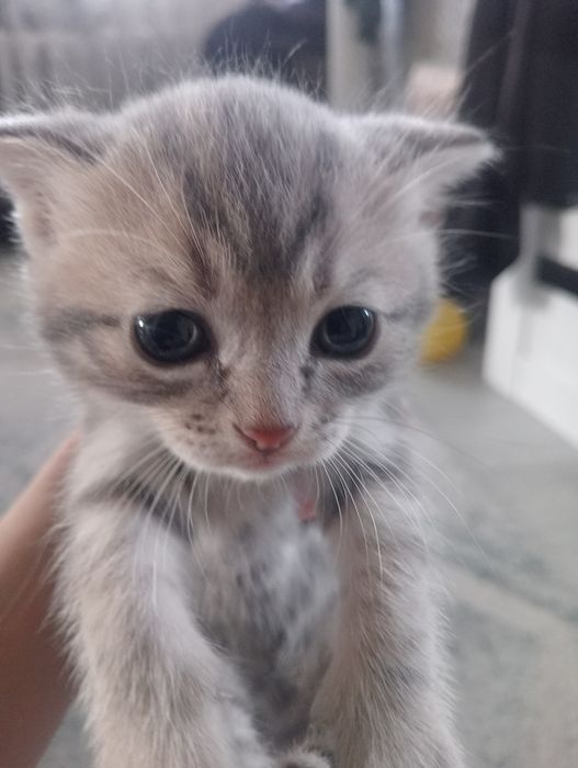 Котята Британцы в добрые рукии