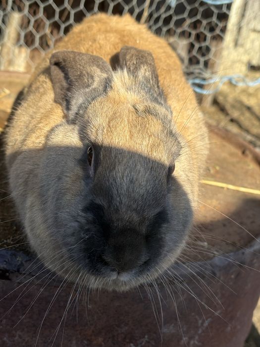 Vand iepuroaica 150 lei