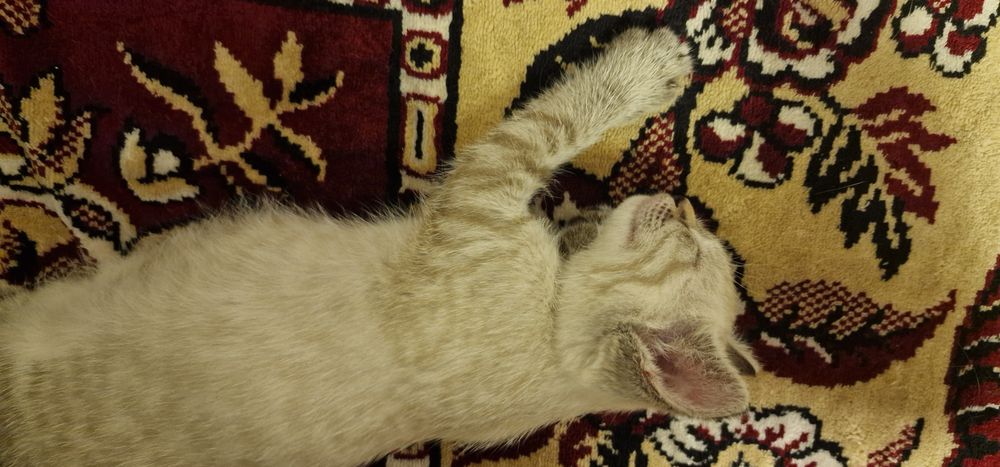 Отдаём котёнка 1-2 месяца