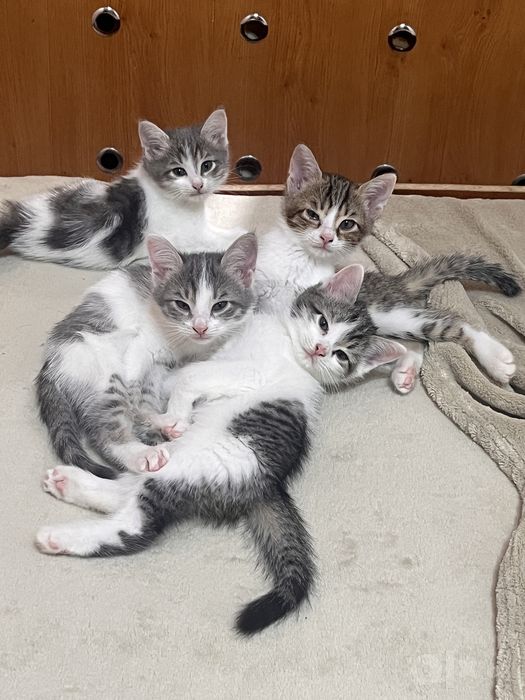 Котята в добрые руки