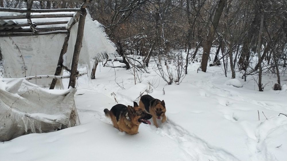 Щенки немецкой овчарки