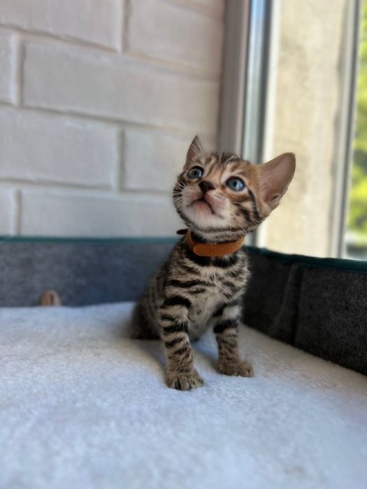 Бронь бенгальских котят