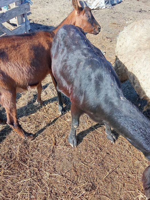 Capre anglonubian sialpin