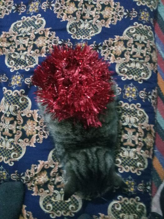 Mushuk ismi momuqvoy