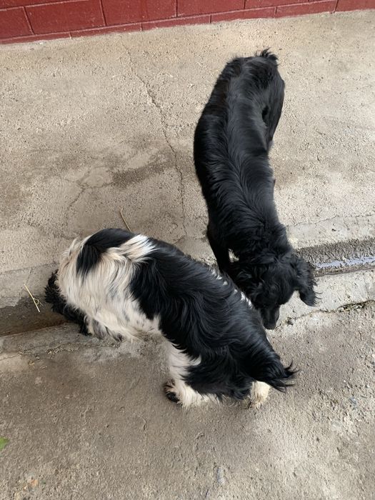 Руский спанель.