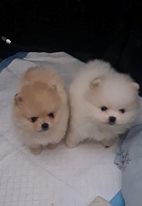 Померан мини мъжко и женско