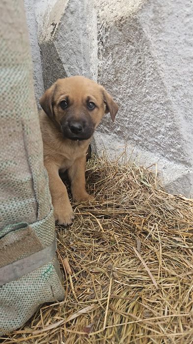 Щенок ищет дом. Будет не большим