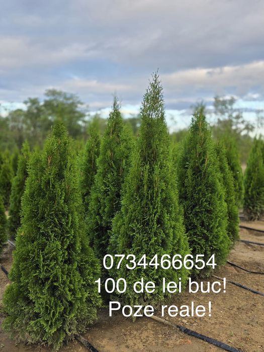 Tuia smarald Mesteacan Tei mirositor