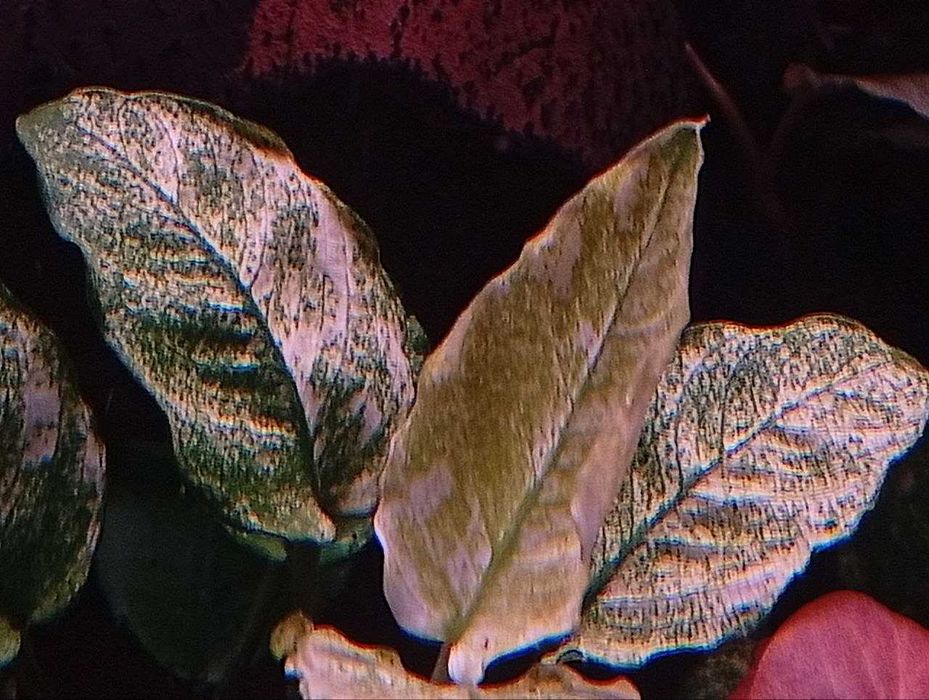 Аквариумное растение Анубиас Пинто (Anubias barteri var. nana Pinto)