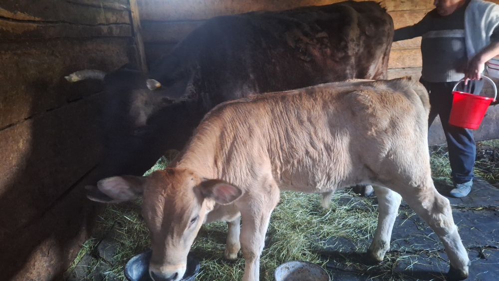 Vand vaca cu vitel