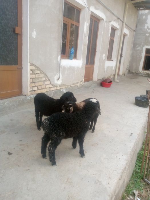2 ta nar 1 moda bara