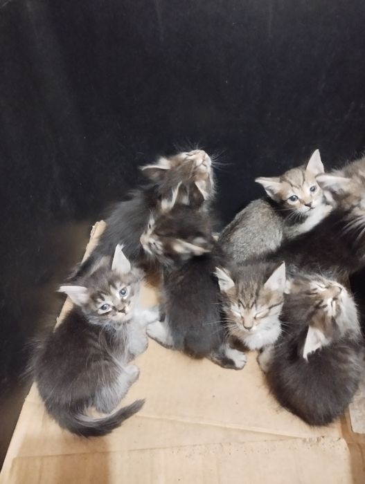 Дарю котят в добрые руки