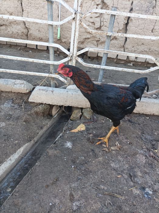 Dakan xoʻroz sotiladi