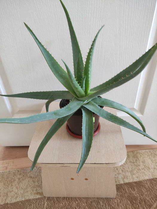 Алоэ 2500       .