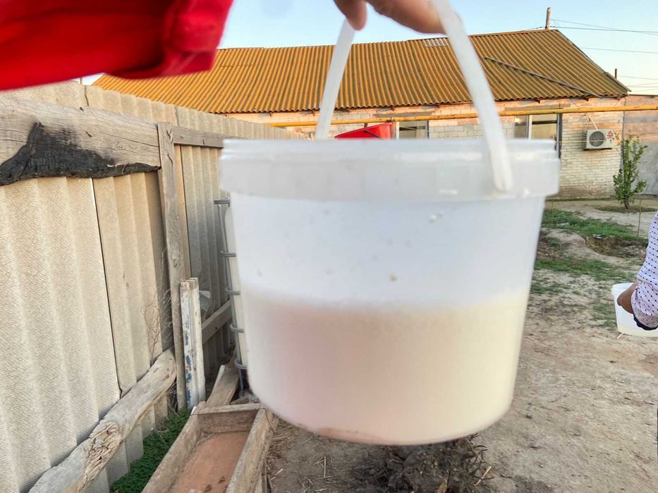 Ешкі сүті/Козье молоко