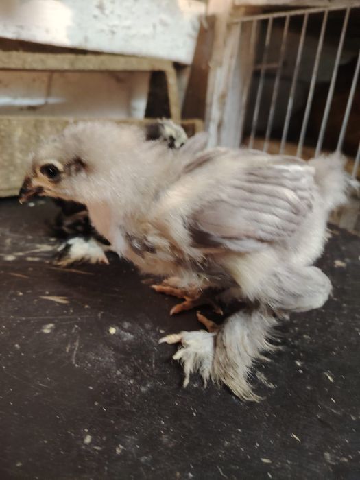 Продаются месячные  цыплята