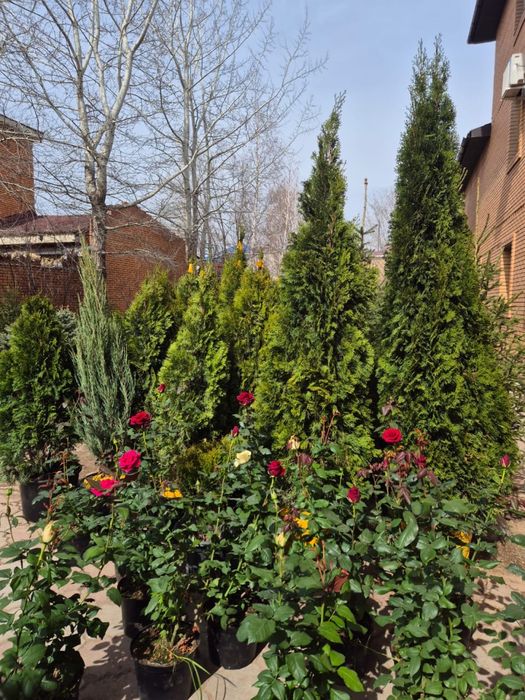 Туя Смарагд Можжевельник