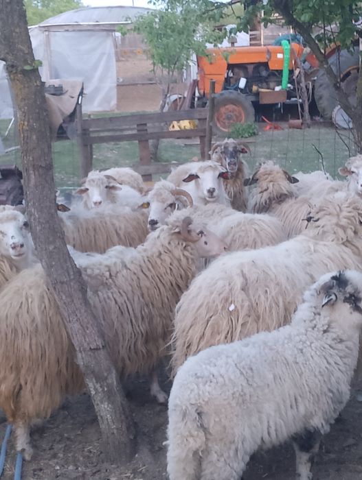 Vând oi cu miei..