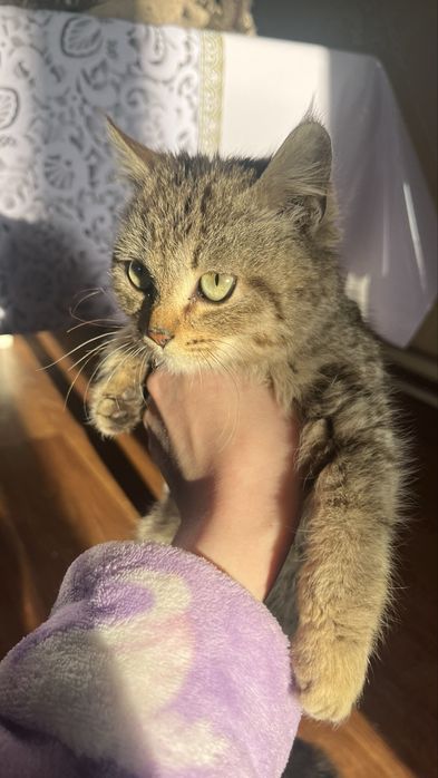 Котенок в добрые руки