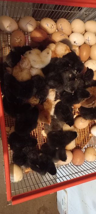 Pui de curte de o zi