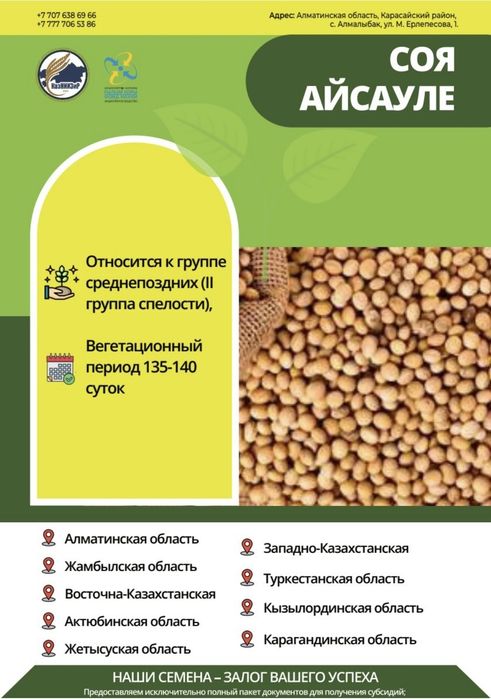 Семена сои сорта: Жансая и Айсауле