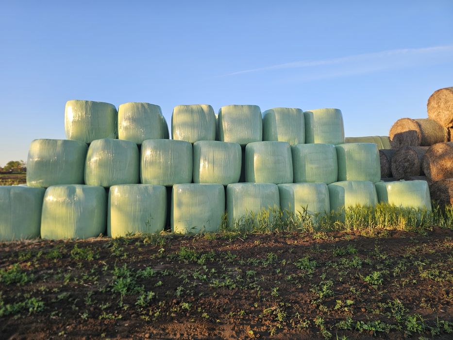 Lucernă înfoliată verde