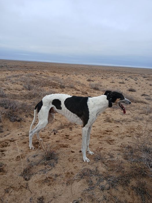 Хортый 4 жасар ақтөбеде