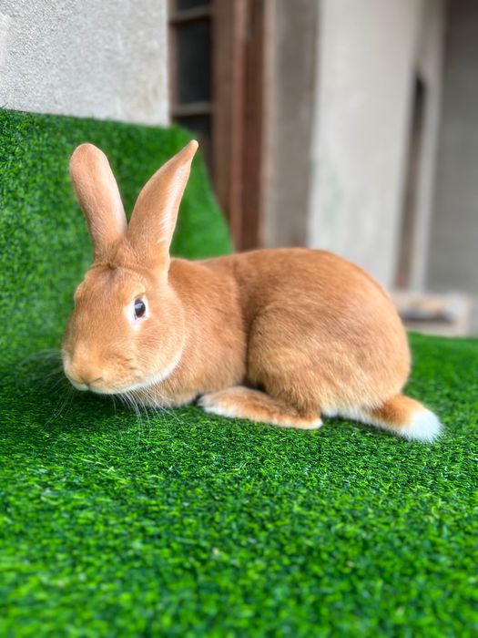 Бургундия қуёнлар