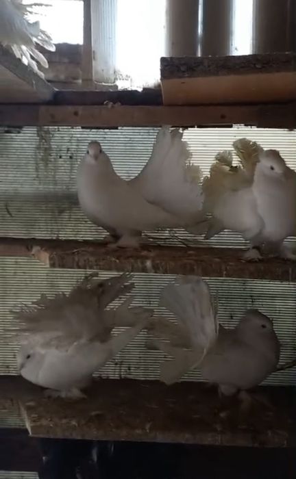 Porumbei voltați indieni