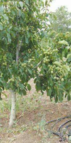 Miez de nuca calitate extra