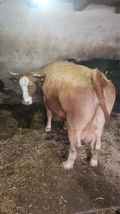 Vând vaca gestenta