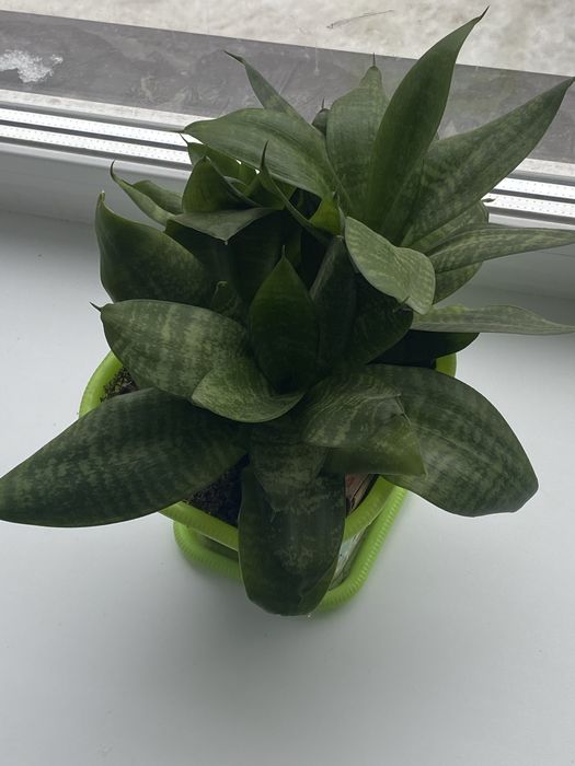 Цветы комнатные отдам бесплатно