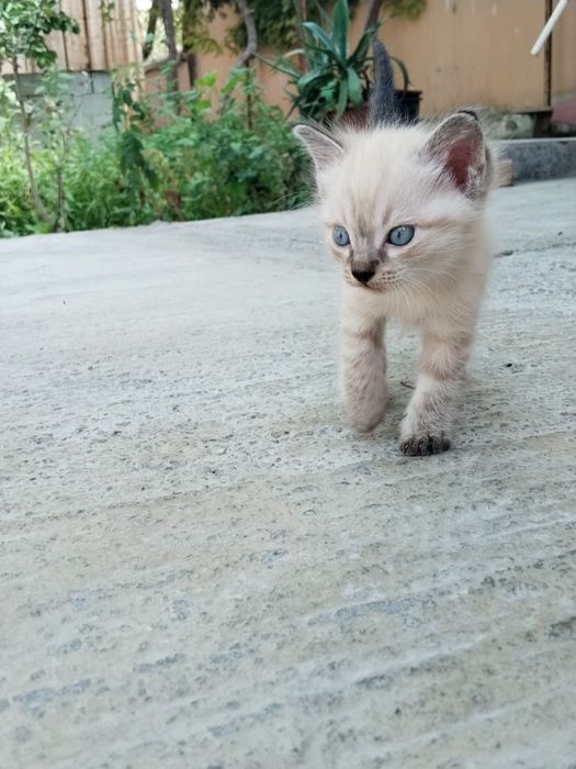 Сиямский котик/ Simay mushugi